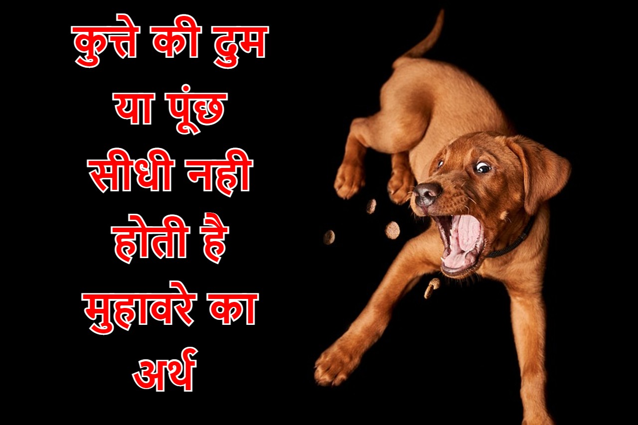 कुत्ते की दुम सीधी या पूंछ नहीं होती मुहावरे का अर्थ क्या होता है और वाक्य प्रयोग करे Hindi 5606